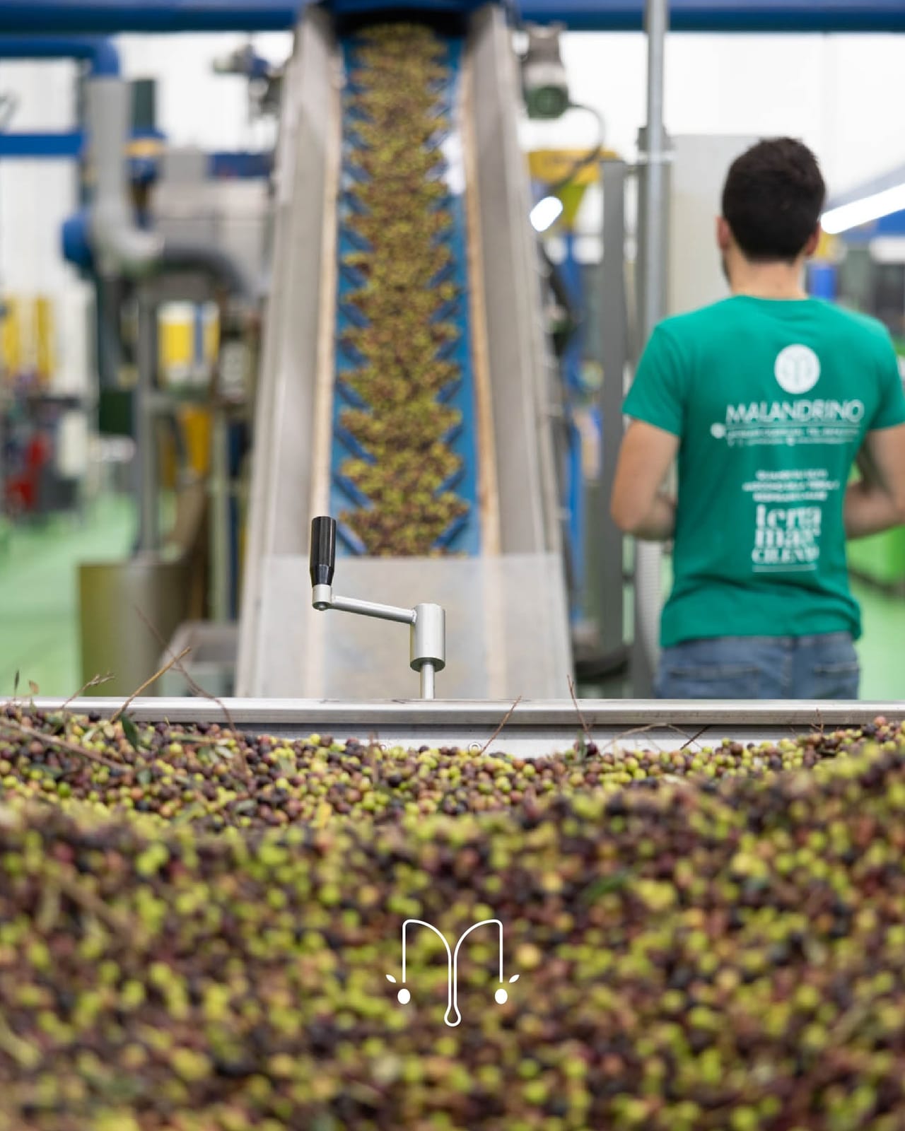 Olive in lavorazione sul nastro trasportatore del frantoio.