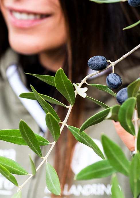 Primo piano: un ramo d'ulivo in fiore con olive nere mature