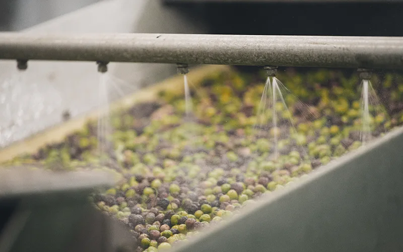 Olive sotto i getti d'acqua nella vasca di lavaggio
