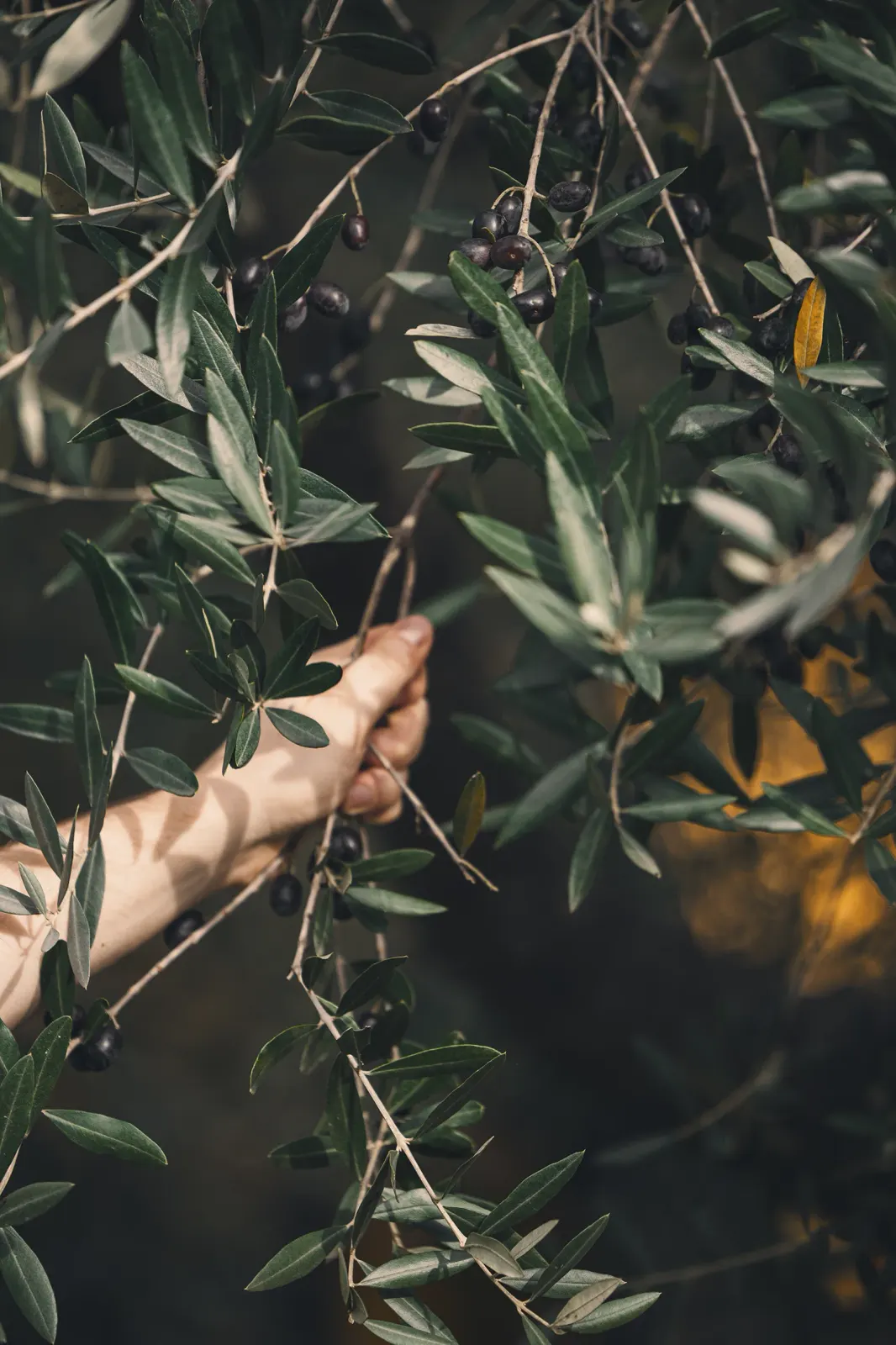 Una mano coglie un ramo d'ulivo carico di olive nere