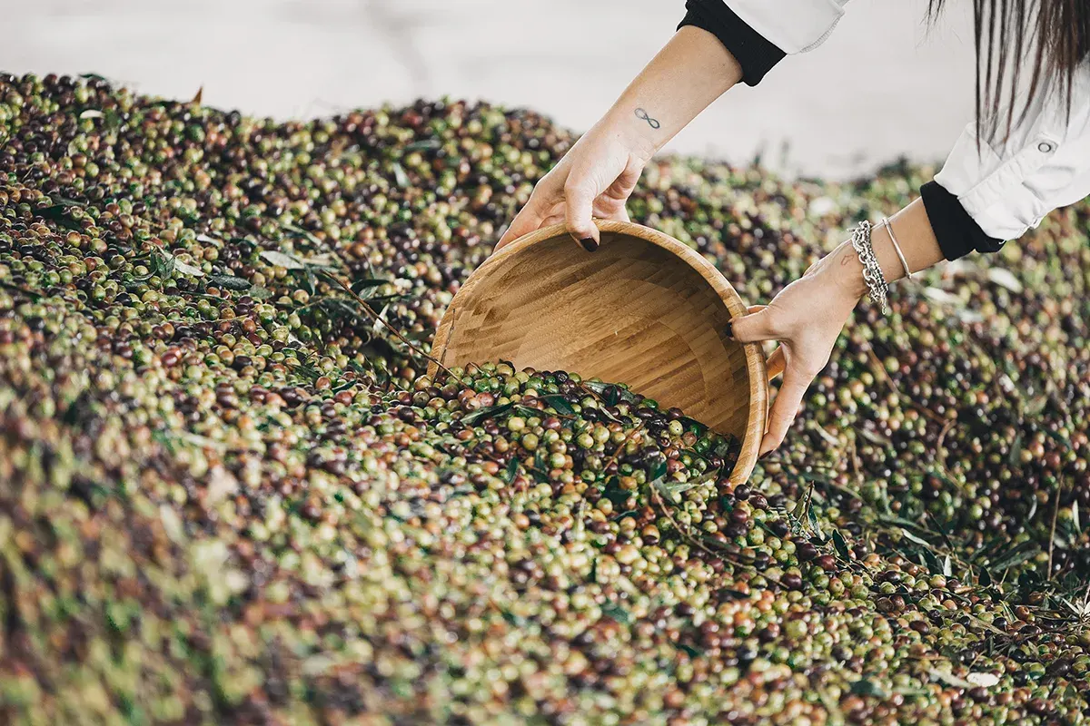 Una sorella svuota una ciotola di legno sopra il mucchio di olive appena raccolte
