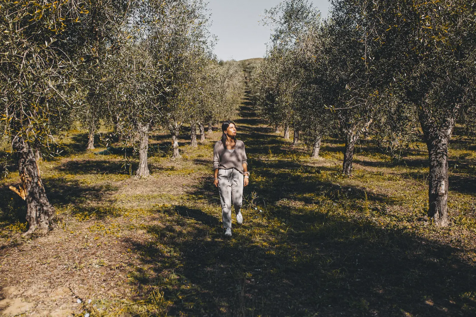 Cammino tra i filari di ulivi del Cilento.