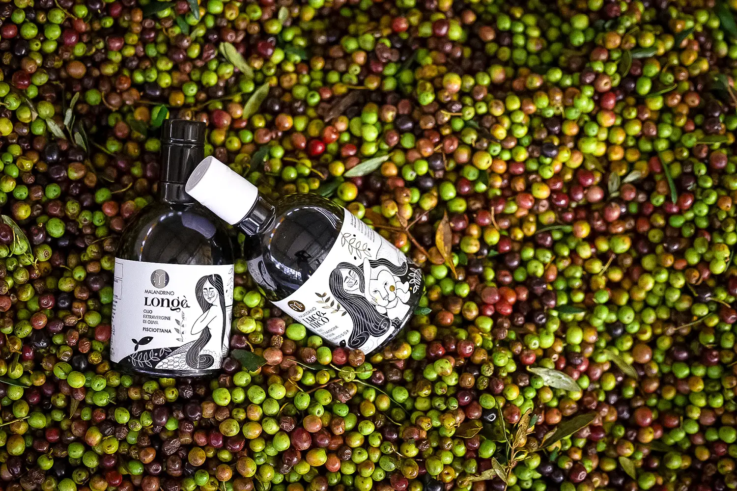 Bottiglie Malandrino adagiate sulle olive appena raccolte