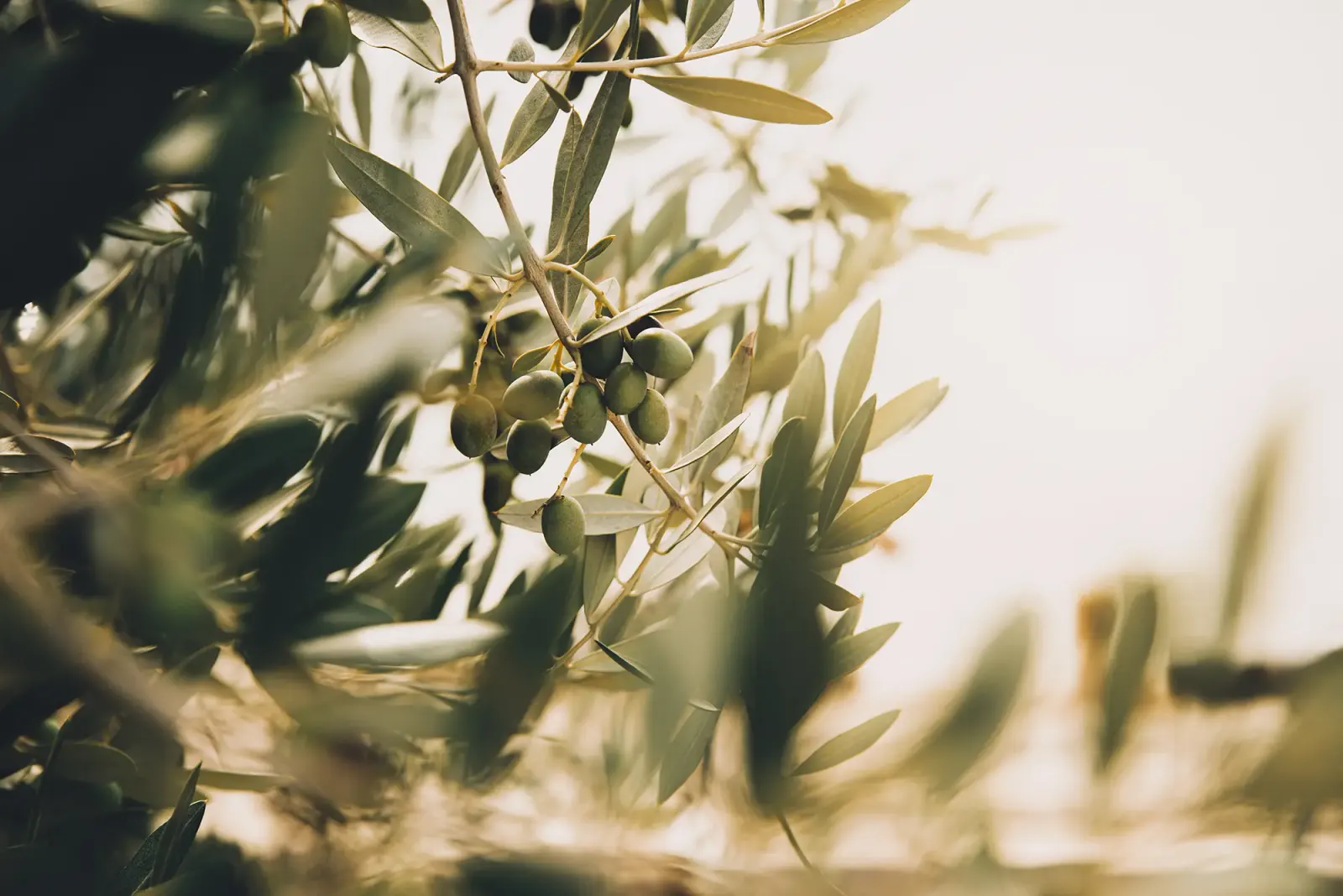 Olive sull'albero, controluce