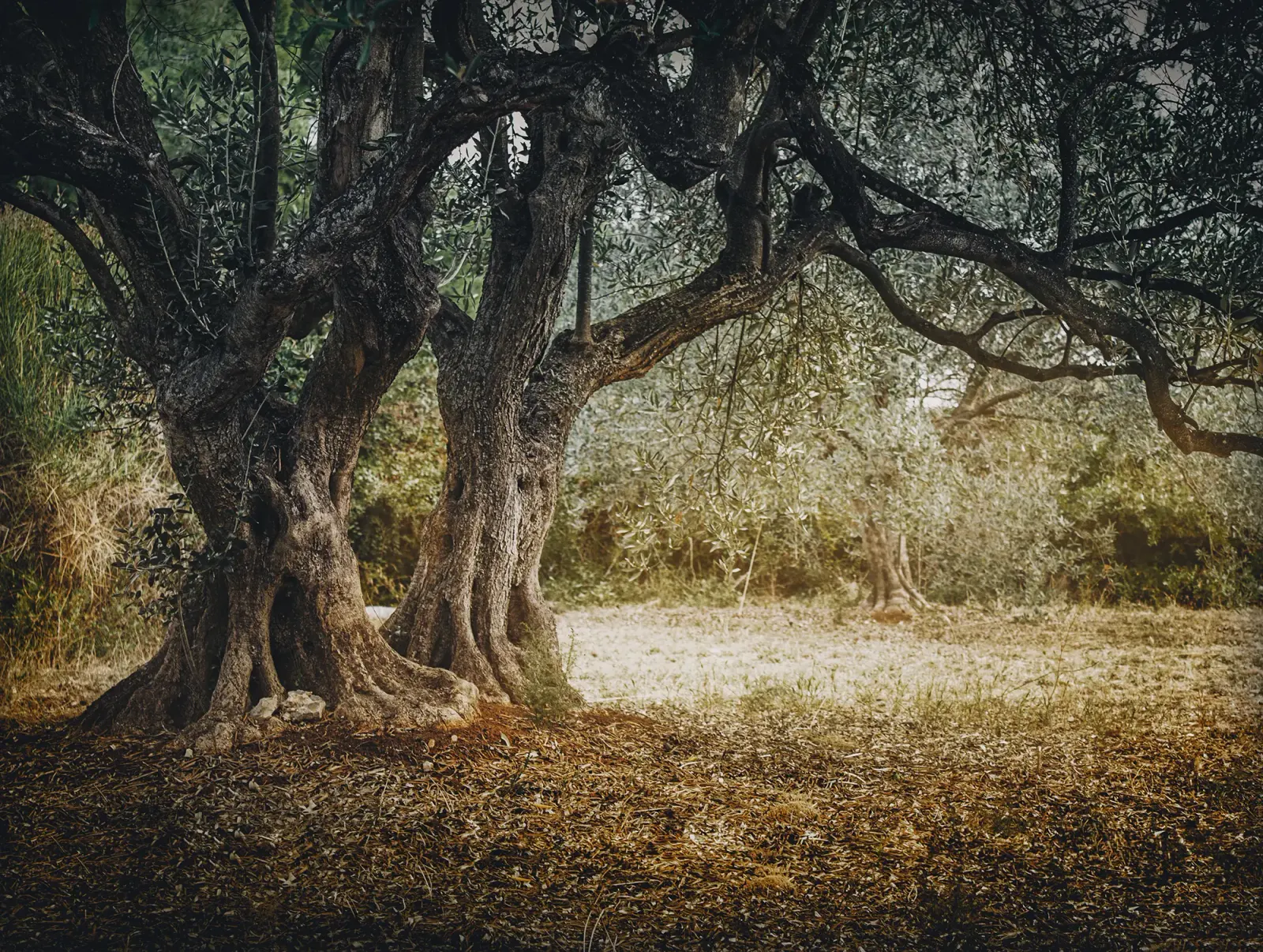 Olive da vicino
