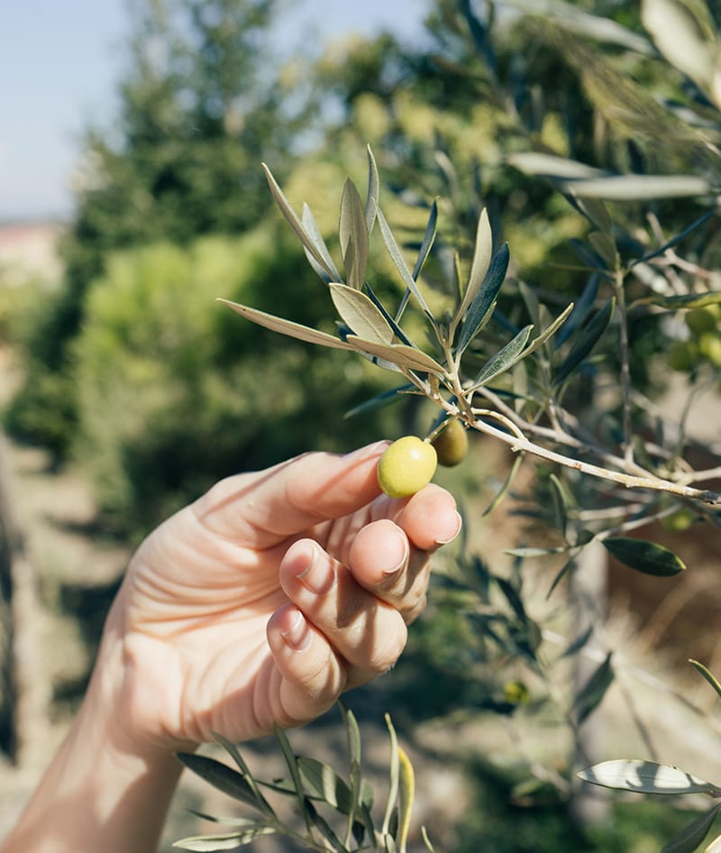 Antico olivo di cultivar Pisciottana nel Cilento.